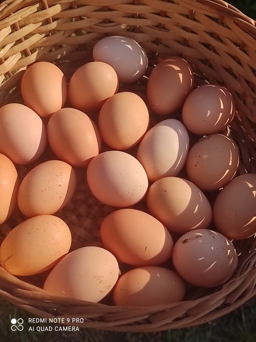 Galinheiro da avó  ovos frescos