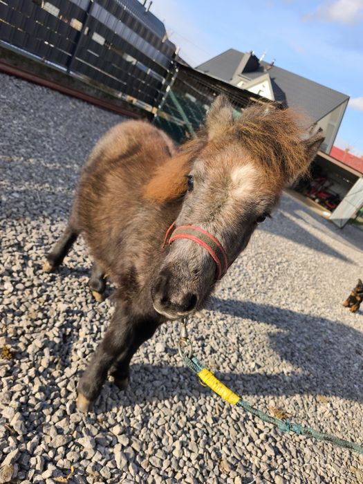 Ogierek Kucyk NIUTEK