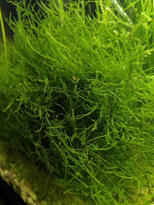 Mech Jawajski Java moss