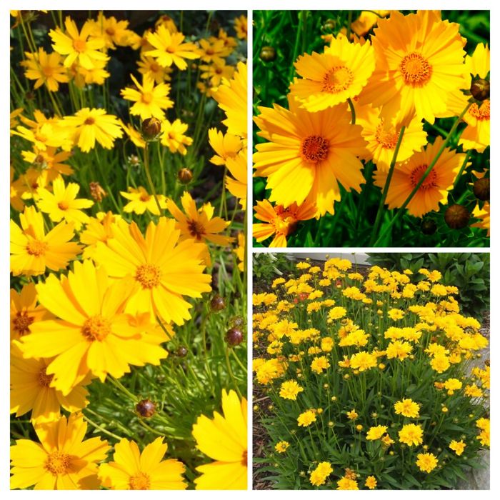 Лилейник, лилия, сантолина, сальвия, кареопсис, мята, кустарник