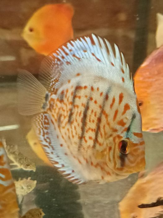 MISIEKZOO  Dyskowce - paletki różne odmiany barwne i wielkości !!!