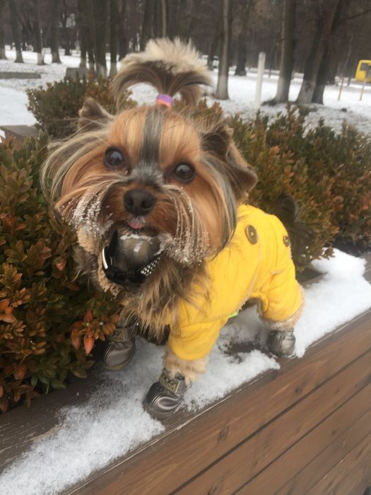 Йоркширський терьер в'язка