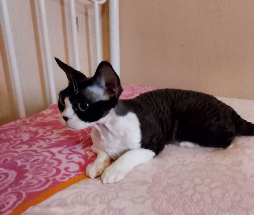 Kochanie kotka Devon Rex.