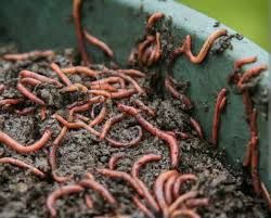Dżdżownice Do Zanęt Wędkarskich Czerwone Robaki Na Ryby Kompostownik