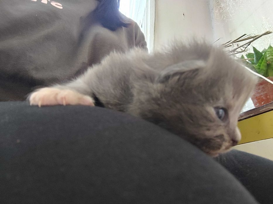 Кошенята безкоштовно