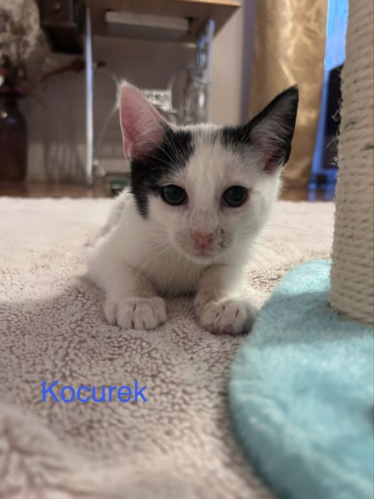 Urocze kociaki do adopcji!