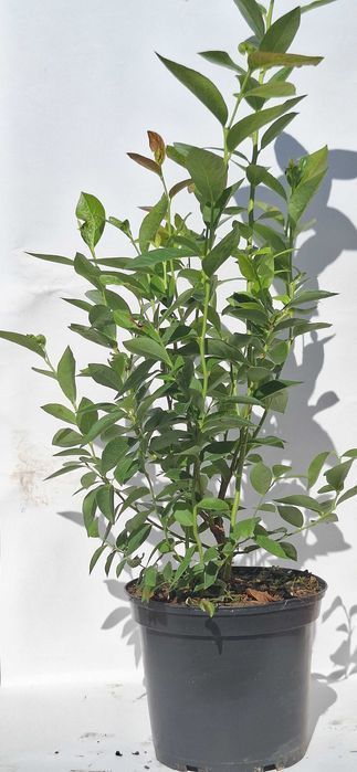 Borówka Amerykańska | Sadzonki borówki C2 | certyfikat CAC