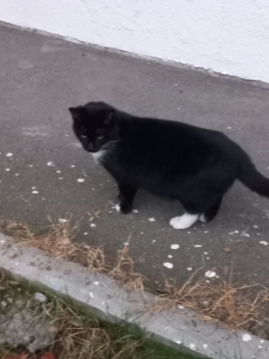 Милый  котик ищет дом
