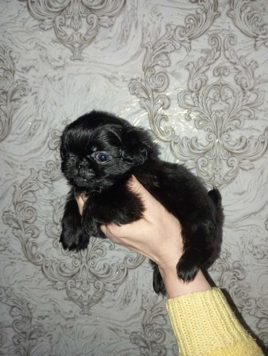 Хлопчики Пікінесики