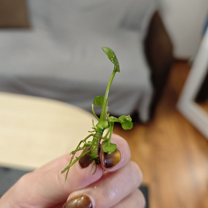Anubias mini sadzonki