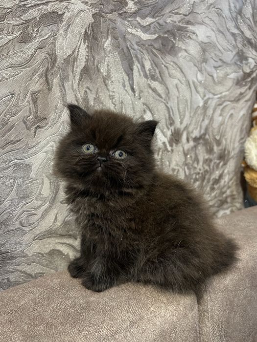 Шотландський котик скотіш страйт хайленд окрас шоколад