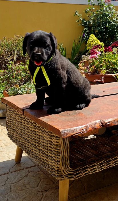 Labrador retriever  preto
