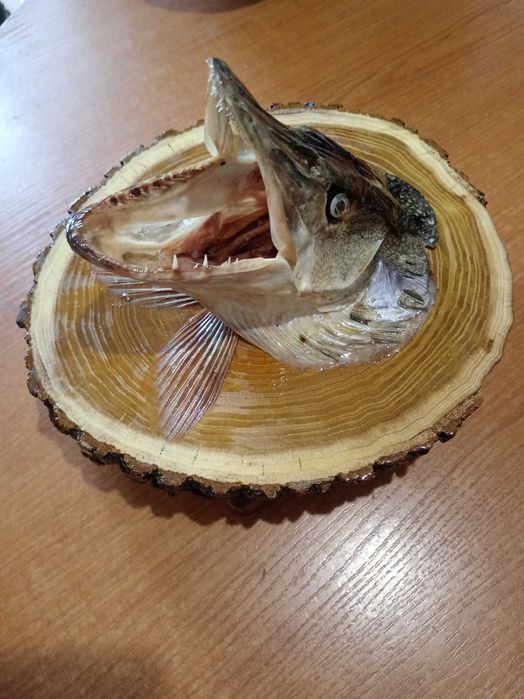 Чучело головы щуки.