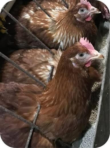 Червоні та Білі кури несучки