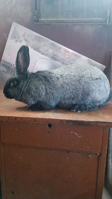 Продам Вагових кролів породи Полтавське Срібло