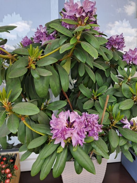 Rododendron rózanecznik  90 cm