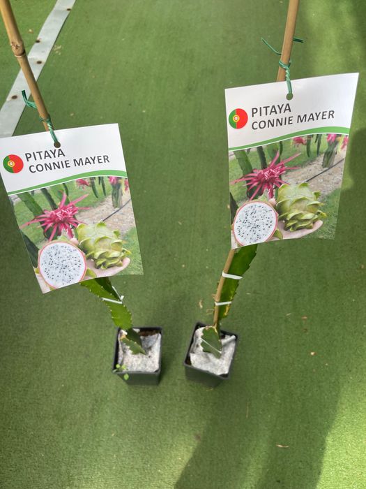 Pitaya connie Mayer
