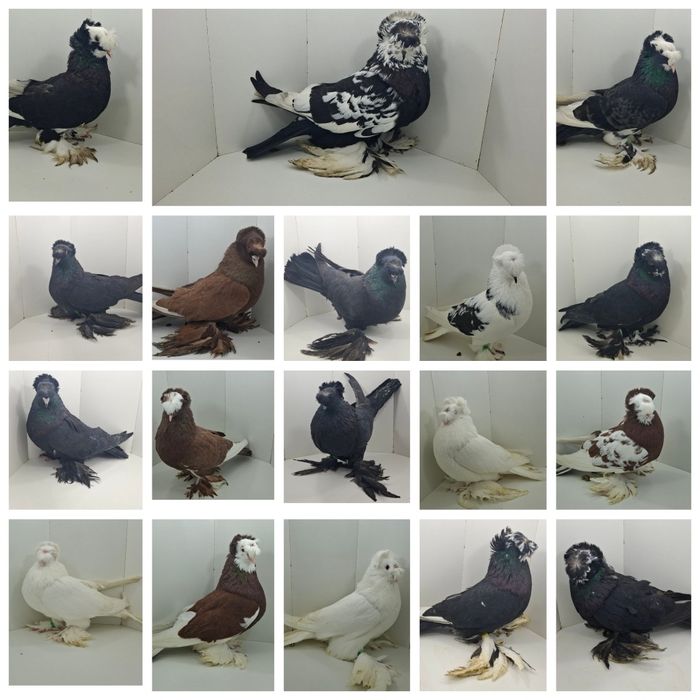 Gołębie ozdobne staropolskie turkoty pocztowe białe