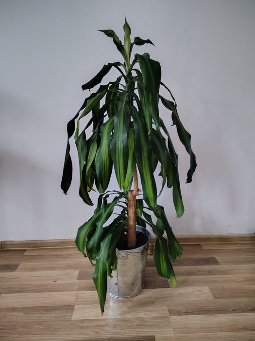 Dracena wonna (Dracena fragrans)