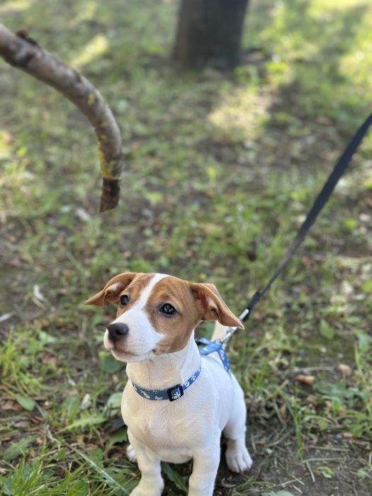 Цуценя Джек Рассел дівчинка. цуцик, пес патрон, щенок