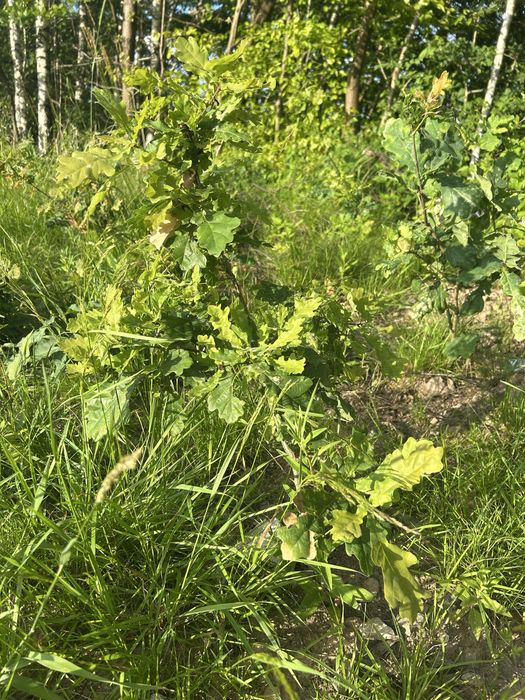 Dąb samosiejka 20-60 cm