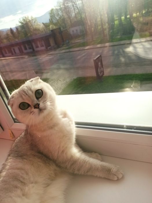 Терміново продам дорослу шиншилову кицю