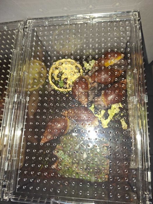 Sprzedam Ślimaki afrykańskie Lissachatina (Achatina)fulicia +terrarium