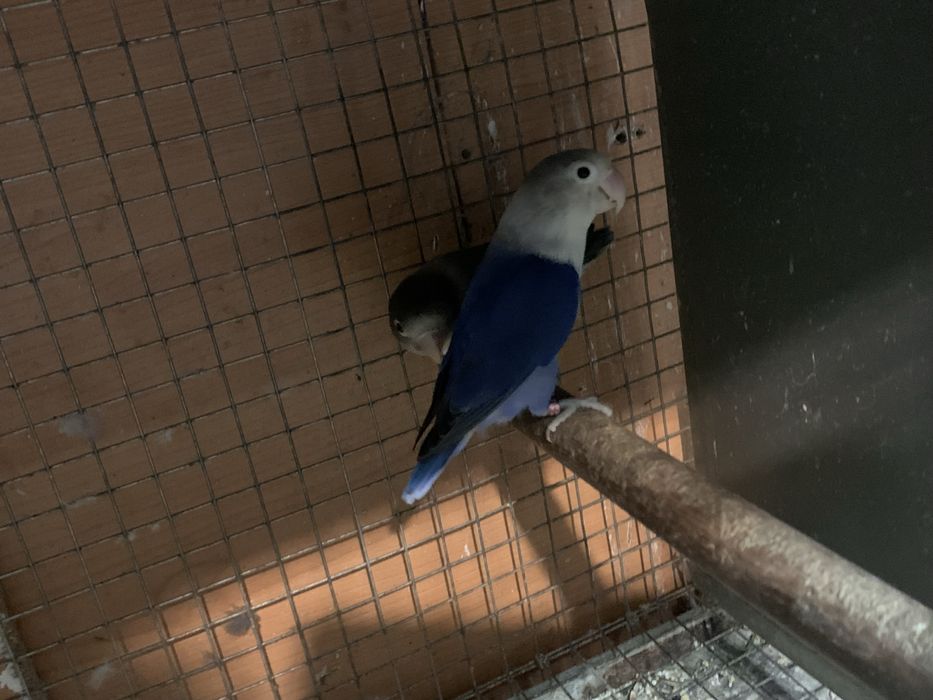 Alguns agapornis disponiveis