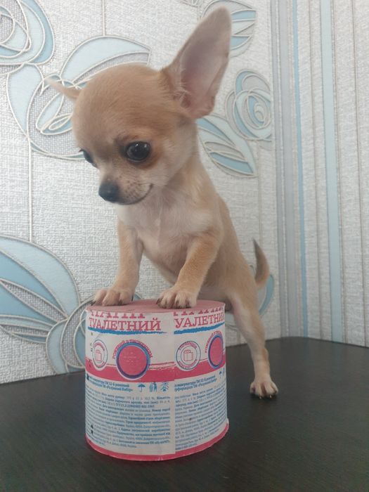 Приглашаем на вязку чихуахуа кобби тип