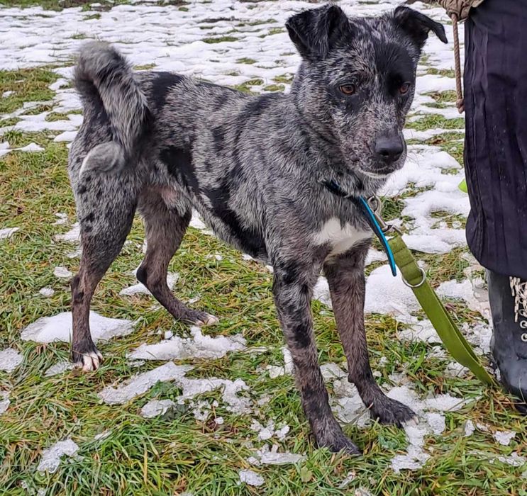 Bober-mniejszy border collie szuka doświadczonego domu !