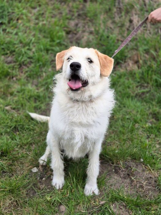 Laki biało-biszkoptowy psiak o wielkim sercu! ADOPTUJ!