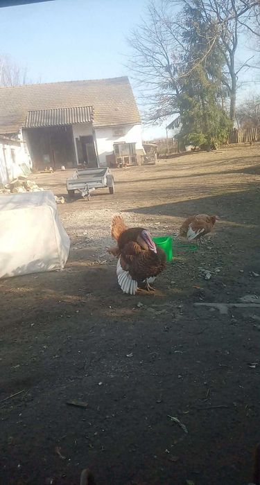 Jaja lęgowe indycze