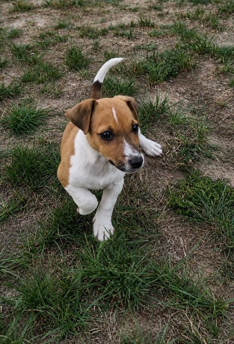 Jack Russell Terrier