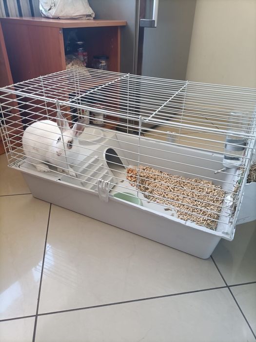 Oddam królika w dobre ręce