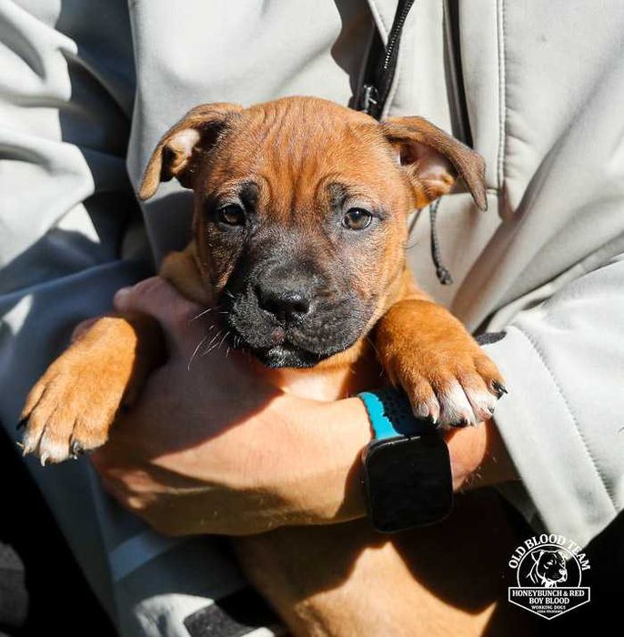 APBT piękny piesek Staffik , Pit Bull