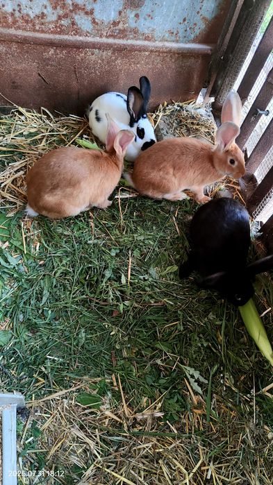 Króle do sprzedania