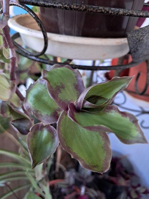 Традесканции,  черенки