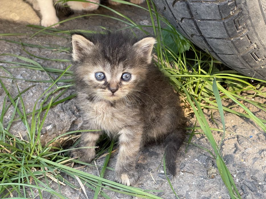 Котенята в добрі руки