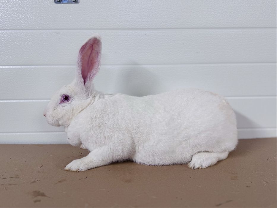 Kroliki, Samczyki Termondzki Biały, rodzice z rodowodem