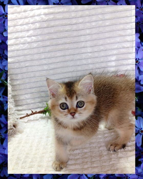 3-Роскошный мальчишка Золотая Шиншилла + Есть ещё  котята