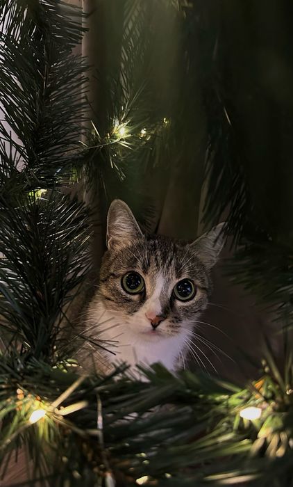 Віддам кицю Тернопіль