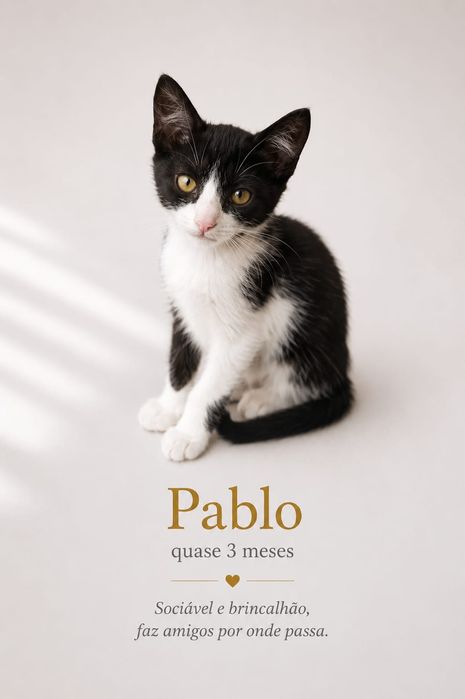 Gatinhos bebés para adoção