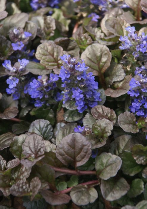 Ajuga planta.