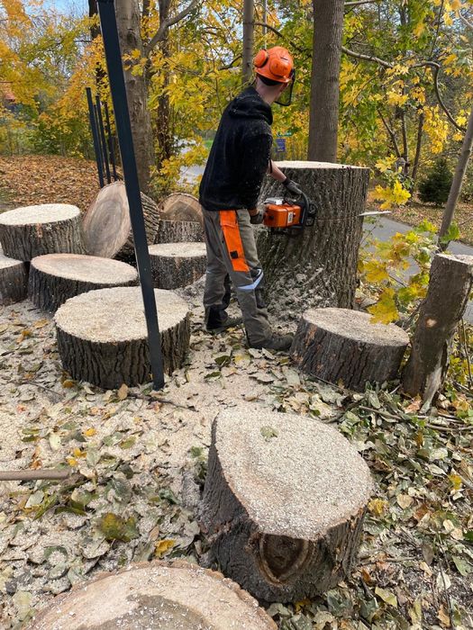 Wycinka drzew skomplikowanych, zrębkowanie, przycinka