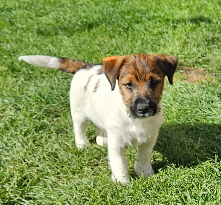 Jack Russell Terrier szorstkowłosa, Mafia , wyjątkowa dziewczynka po Młodzieżowym Championie Polski! ZKwP (FCI)