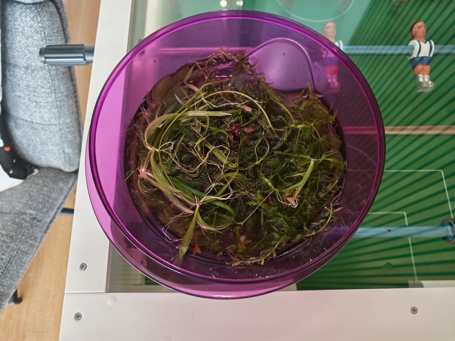 Plantas de aquário