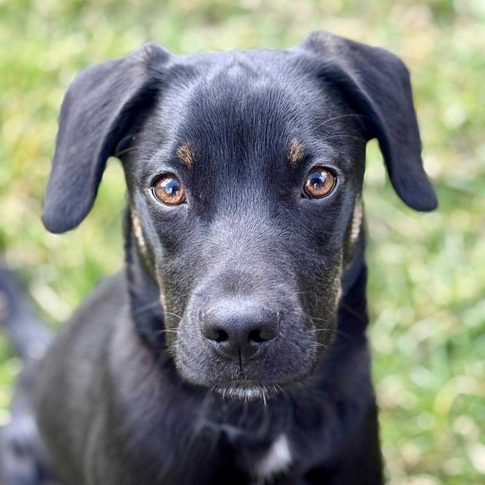 Do adopcji - malutki Jędruś!