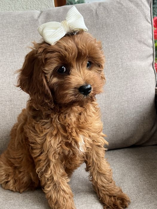 Cudowna suczka cavapoo gotowa do odbioru