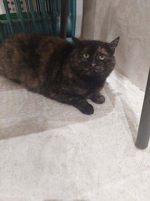 знайдена кішка метис шотландської прямоухої