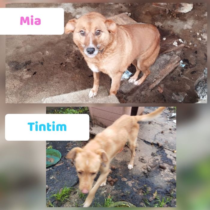 Cão e cadela muito meigos para adoção responsável